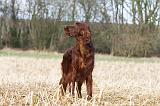 SETTER IRLANDAIS 412